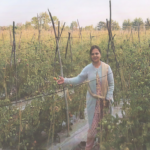 टमाटर की खेती